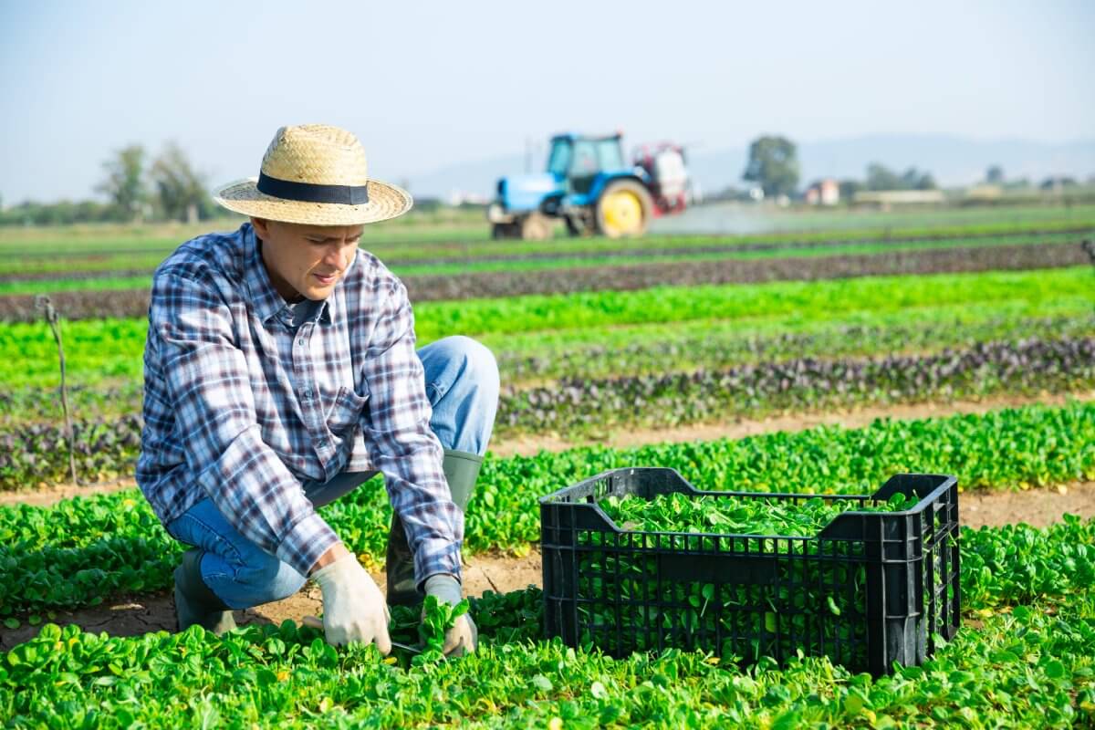 Agricultural Development & Services