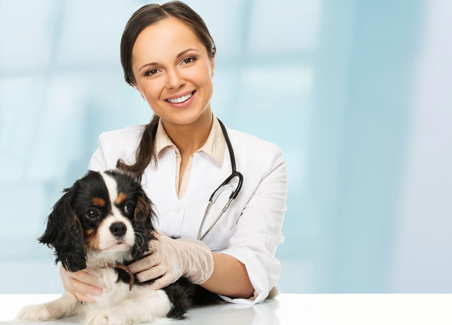 Pet Wellness & Animal Services